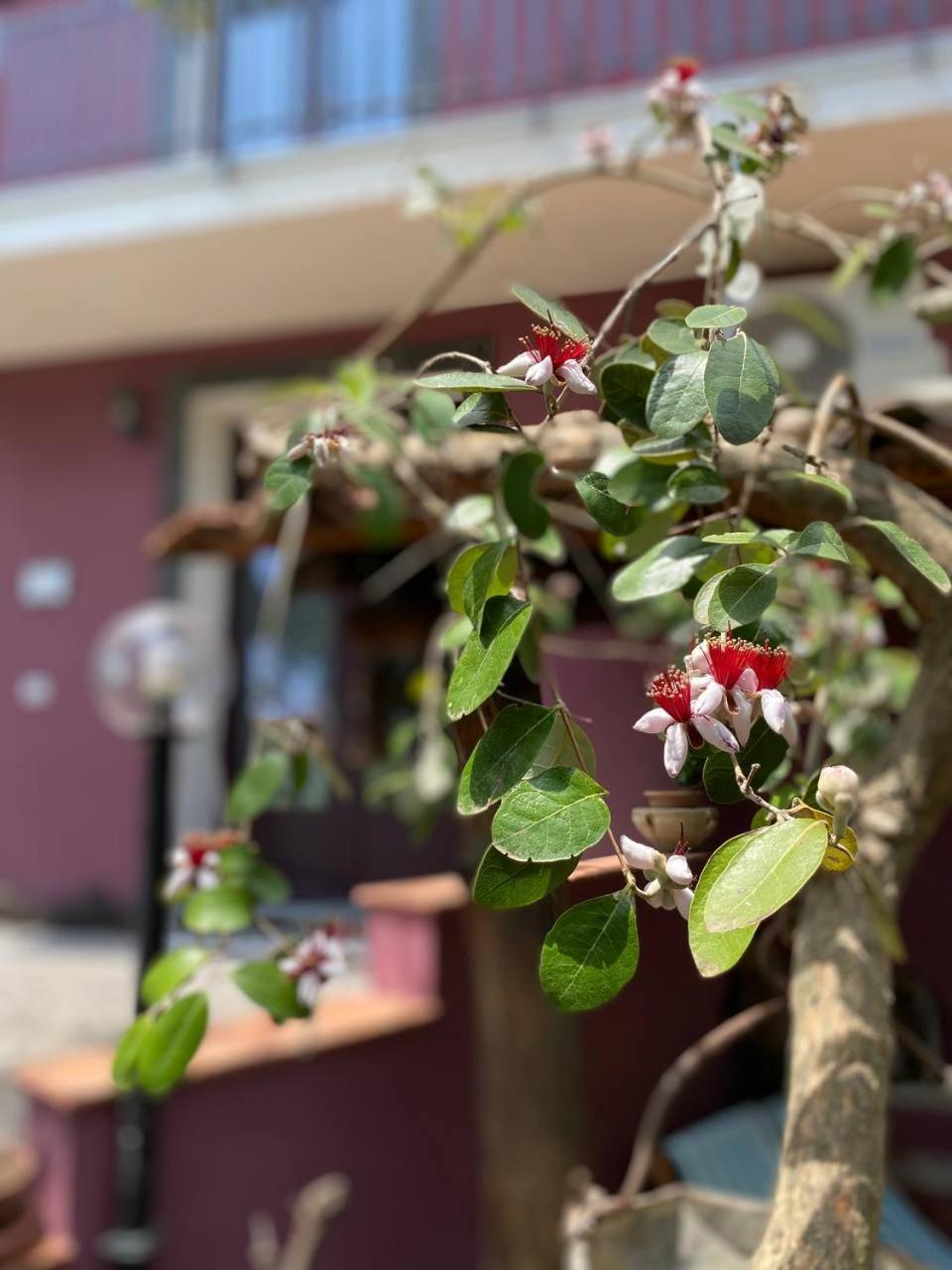 Agriturismo Etna-Mare ピエディモンテ・エトネーオ エクステリア 写真